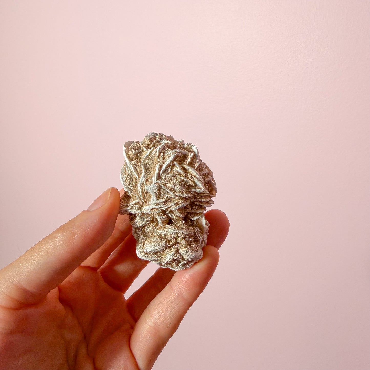 Desert Rose Medium
